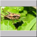 Pholidoptera griseoaptera - Strauchschrecke m08 - Feuchtwiese.jpg